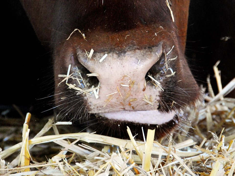 DAPZWD_dierenartsenpraktijk-meppel_content-koeien-eten