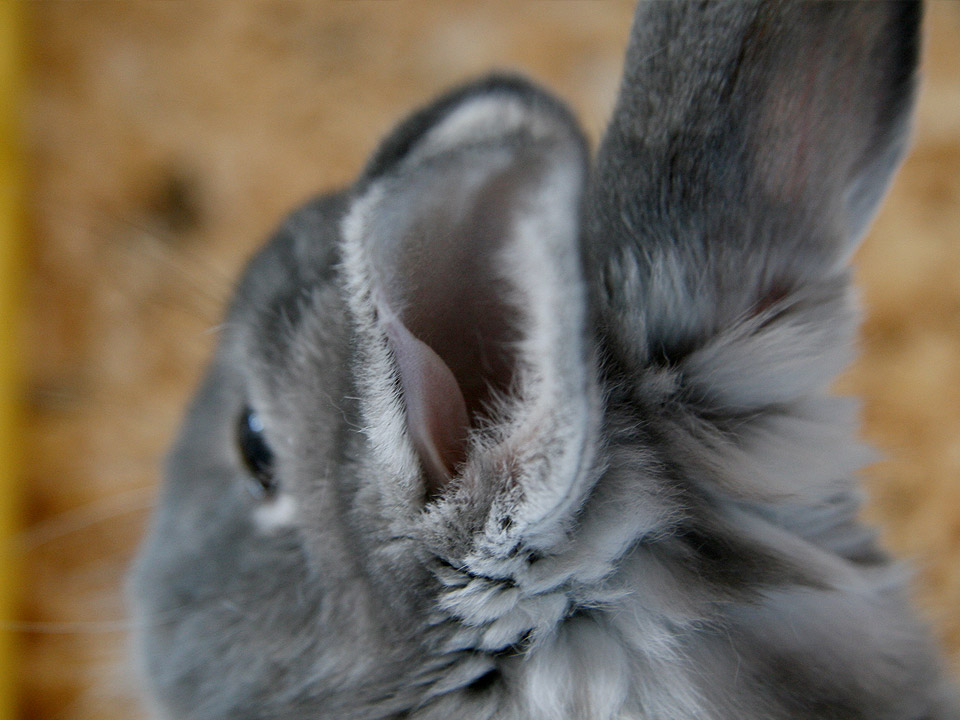 DAPZWD_dierenartsenpraktijk-meppel_content-konijn-oren