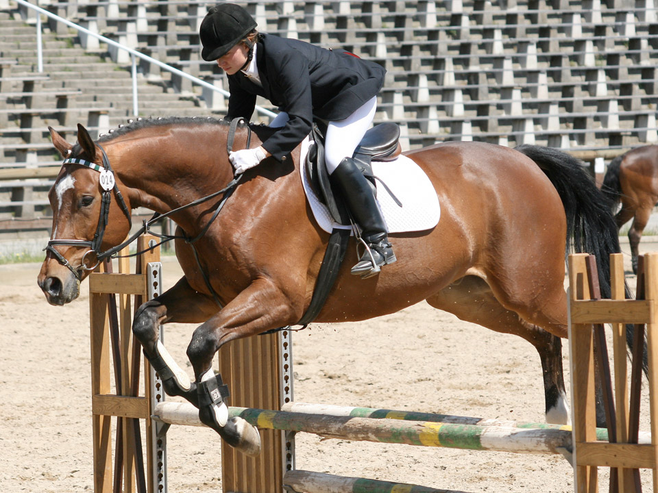 DAPZWD_dierenartsenpraktijk-meppel_content-paarden-FEI-paspoort