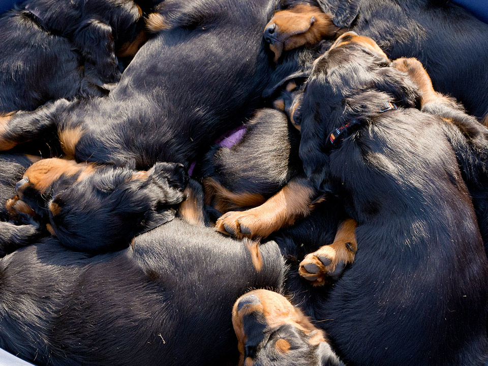 DAPZWD_dierenartsenpraktijk-Meppel_voortplanting-puppies-2