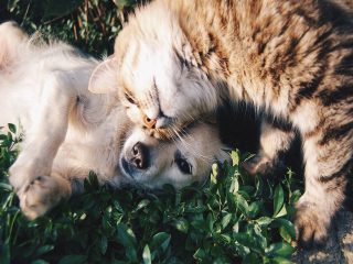 juni chipmaand dierenarts actie korting drenthe meppel