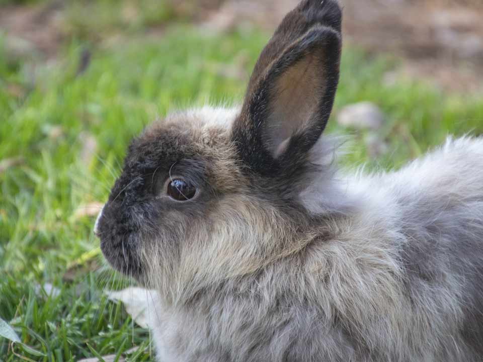 konijn-volwassen-langhaar_DAPZWD_Dierenartsenpraktijk-Zuidwest-Drenthe-Meppel-Nijenveen