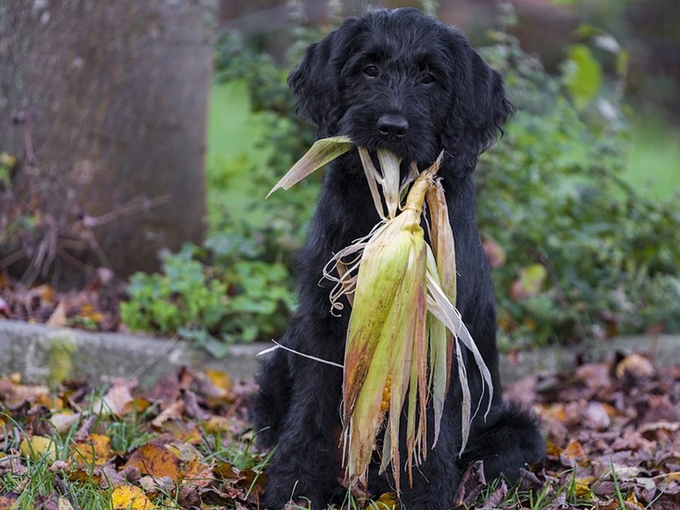 hond-herfst-mais-eikels-die