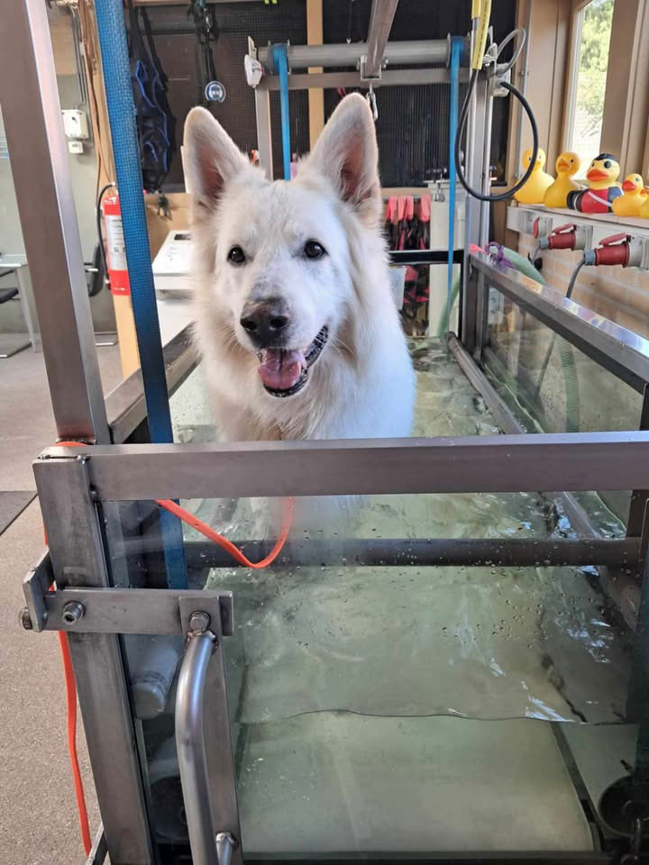 hydrotherapie-hond-dapzwd